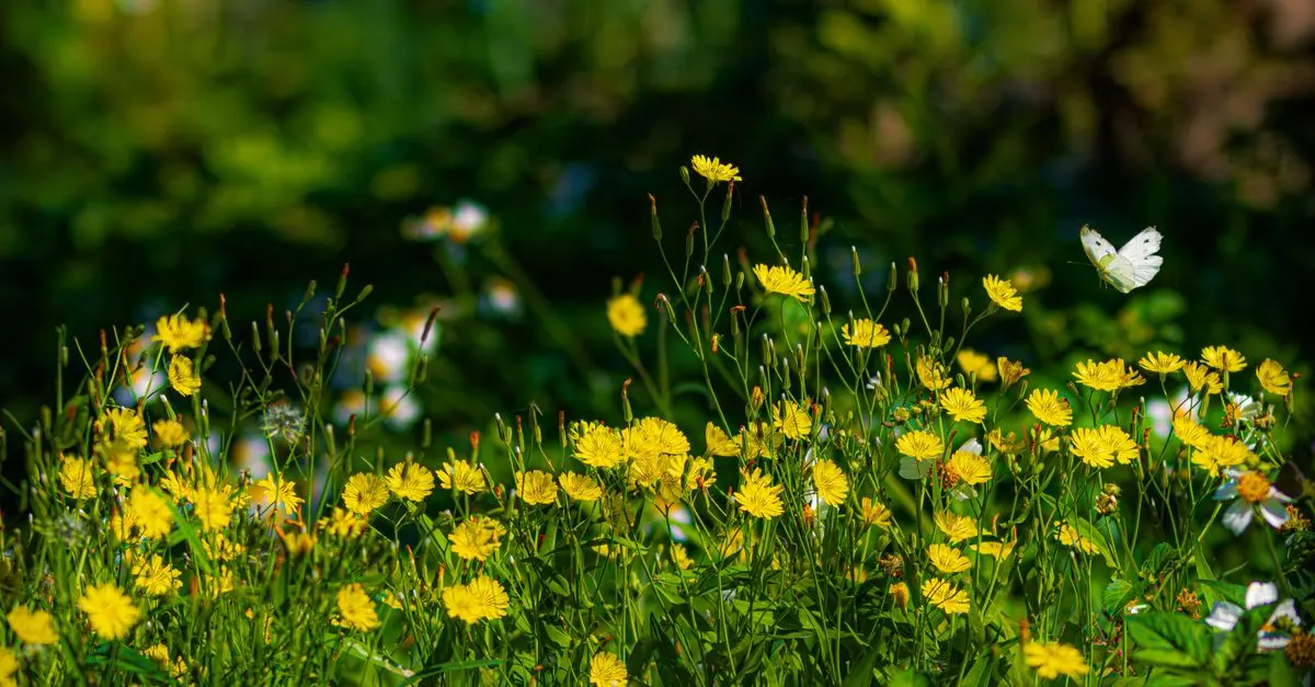 Beneficios de las flores silvestres en tu jardín