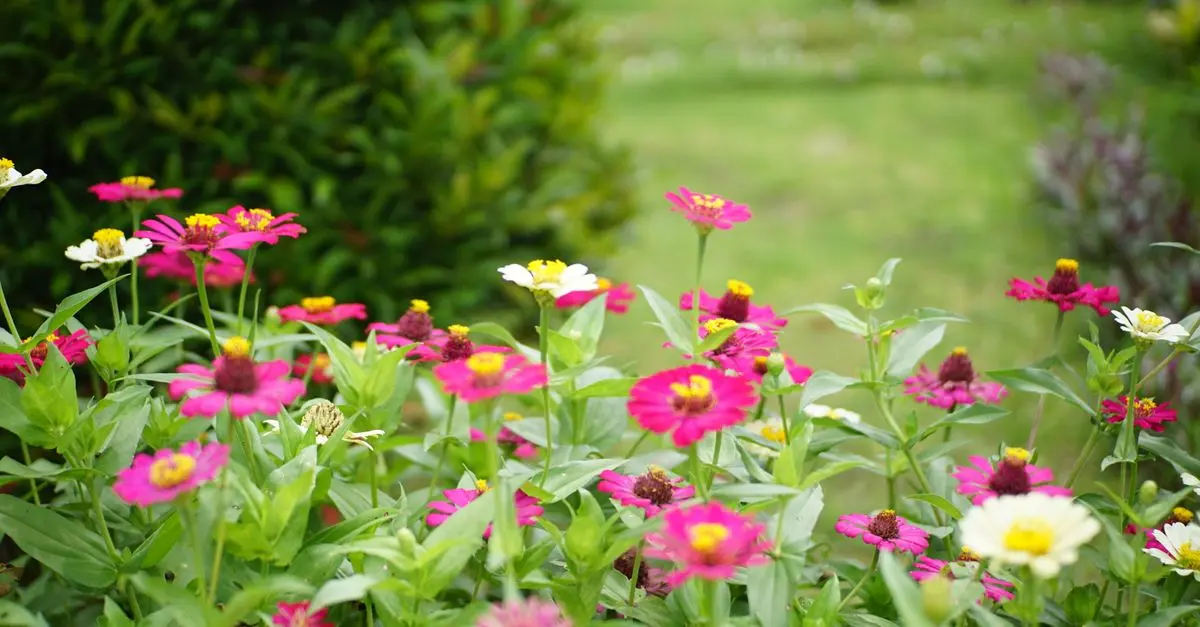 Cómo cultivar un jardín de flores silvestres: guía paso a paso