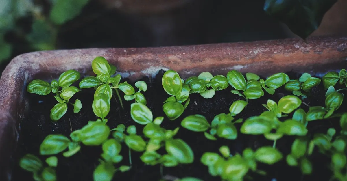 Guía práctica para cultivar y cuidar plantas aromáticas