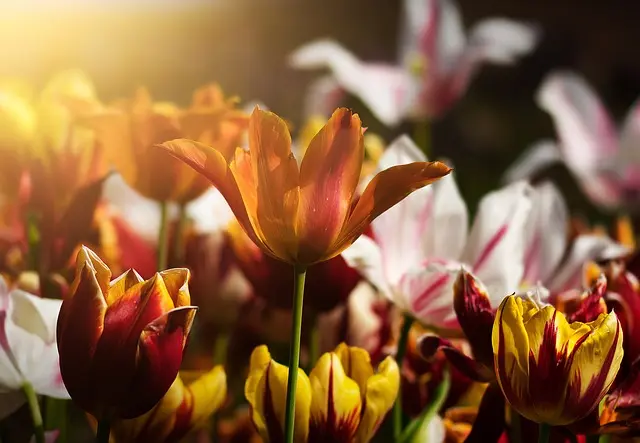 10 consejos esenciales para cultivar flores silvestres en tu jardín
