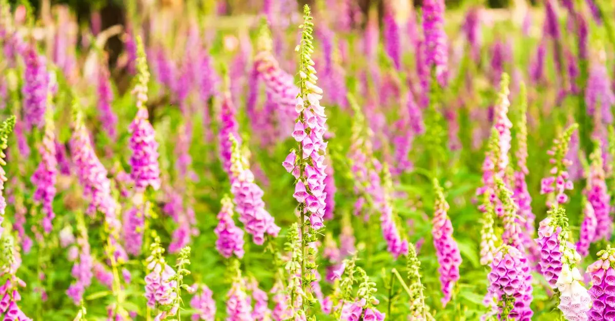 Cómo cultivar flores silvestres en tu jardín para atraer polinizadores
