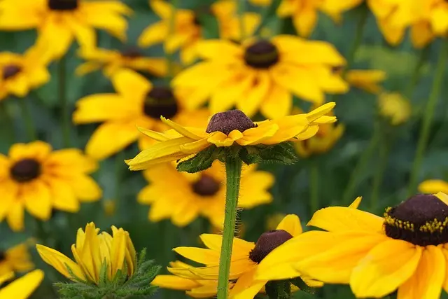 Beneficios de integrar flores silvestres en tu jardín