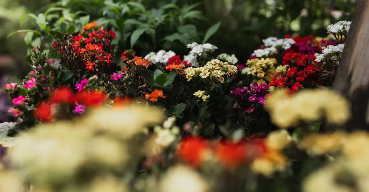 Cómo elegir las mejor mezcla de flores para tu jardín