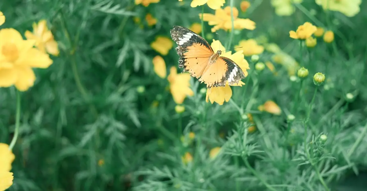 Cómo diseñar un jardín de flores silvestres: técnica y consejos