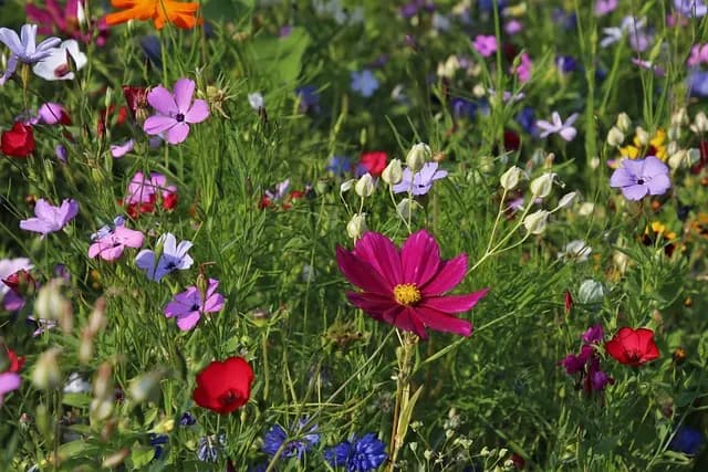 Cómo cultivar un jardín de flores silvestres: guía práctica