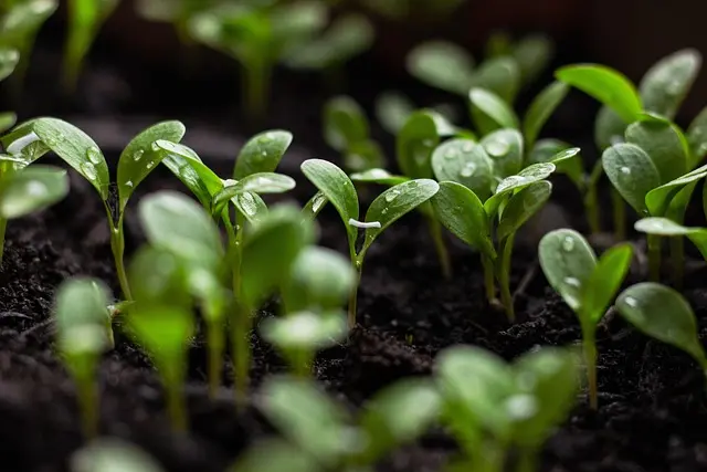 Cómo crear un jardín sostenible: pasos y consejos clave