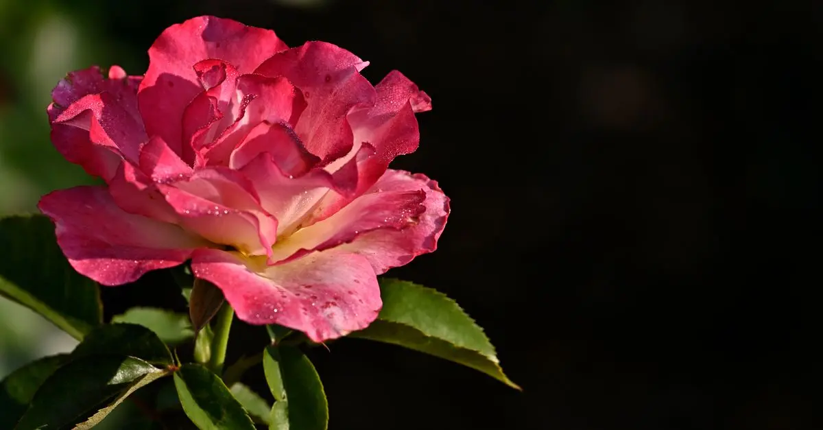 Cómo identificar y tratar plagas comunes en plantas