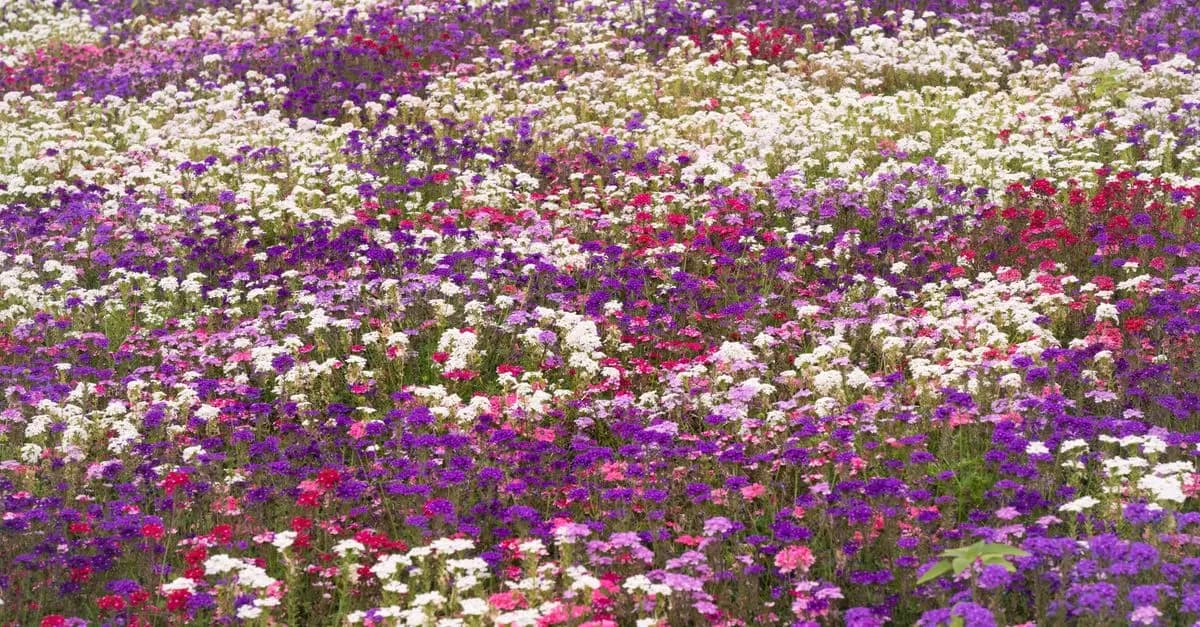 Cómo diseñar un jardín de flores silvestres: técnicas y consejos