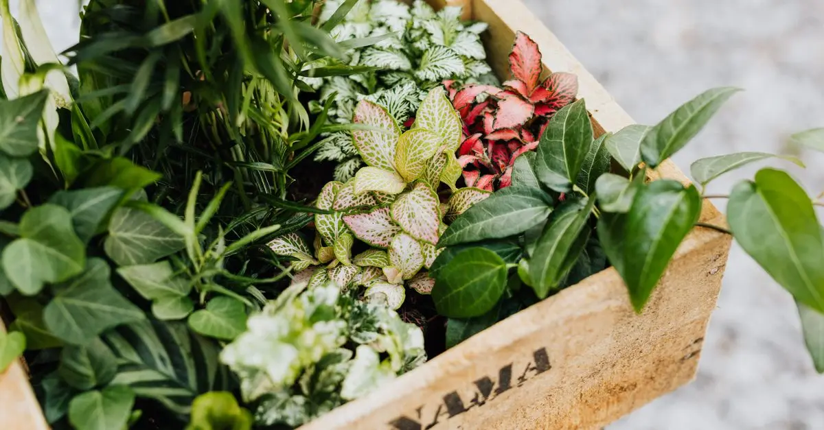 Guía completa para cultivar flores en tu jardín