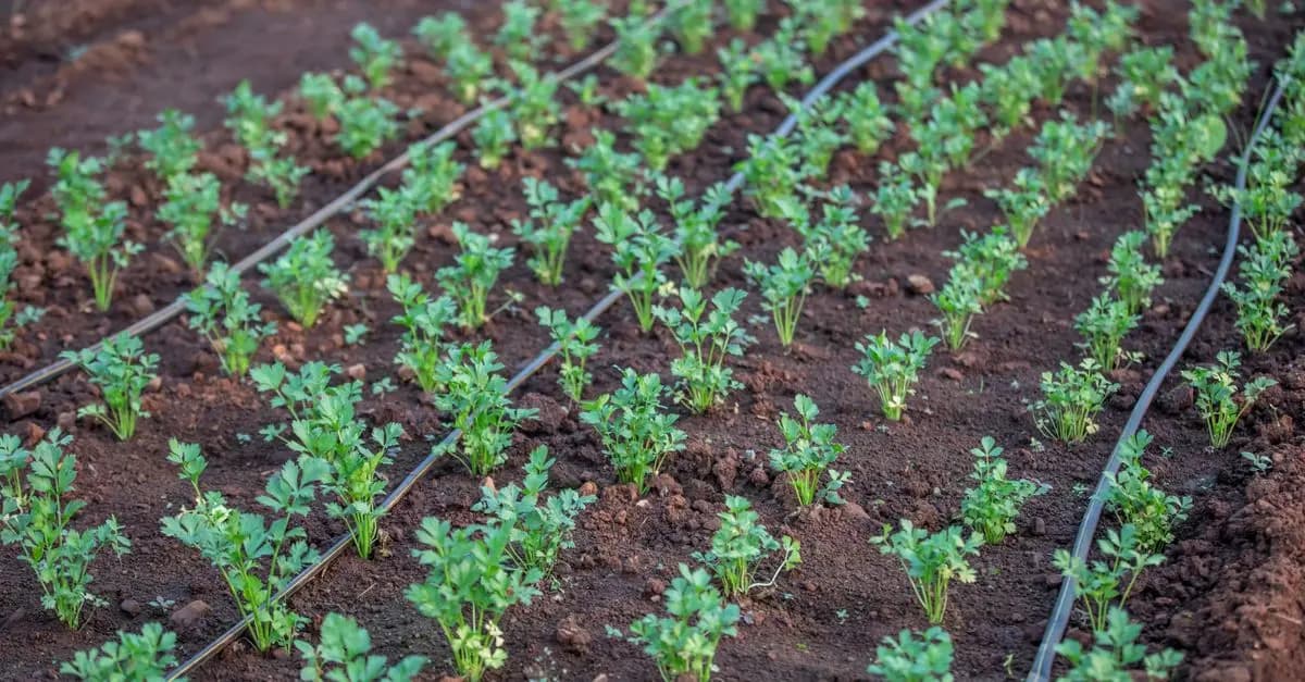 Cómo diseñar un jardín sostenible: consejos y pasos clave
