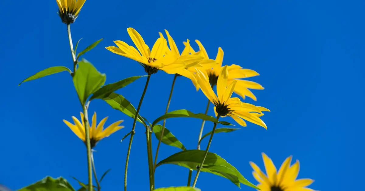 Cómo elegir las flores ideales para tu jardín: consejos imprescindibles