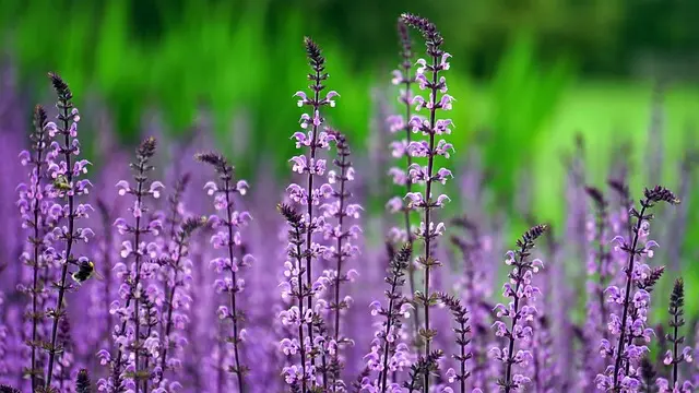 Cómo elegir las mejores flores para tu jardín
