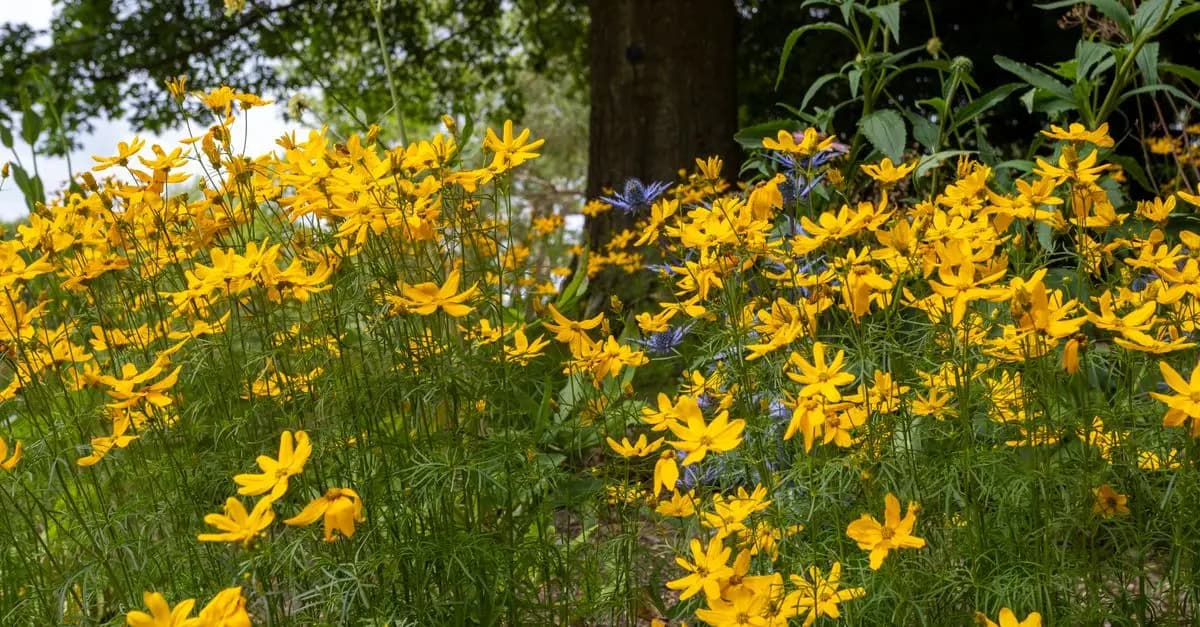 Cómo diseñar un jardín de flores silvestres: técnicas y consejos
