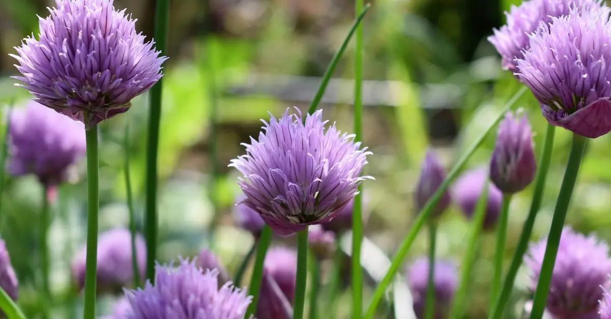 Cómo crear un jardín aromático: plantas, cuidados y beneficios