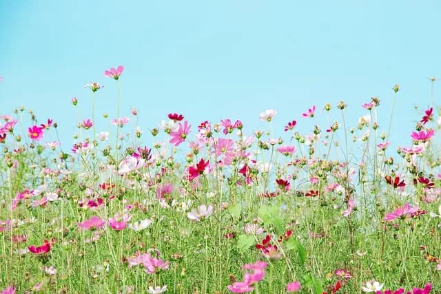 Cómo profundizar en la elección de flores para tu jardín
