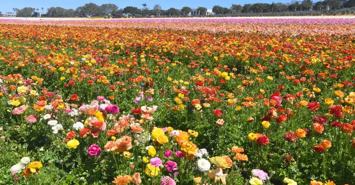 Cómo crear un jardín de flores silvestres paso a paso