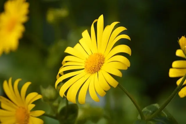 Cómo cultivar un jardín de flores silvestres: guía práctica