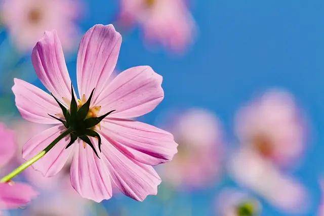 Guía práctica para crear un jardín de flores silvestres