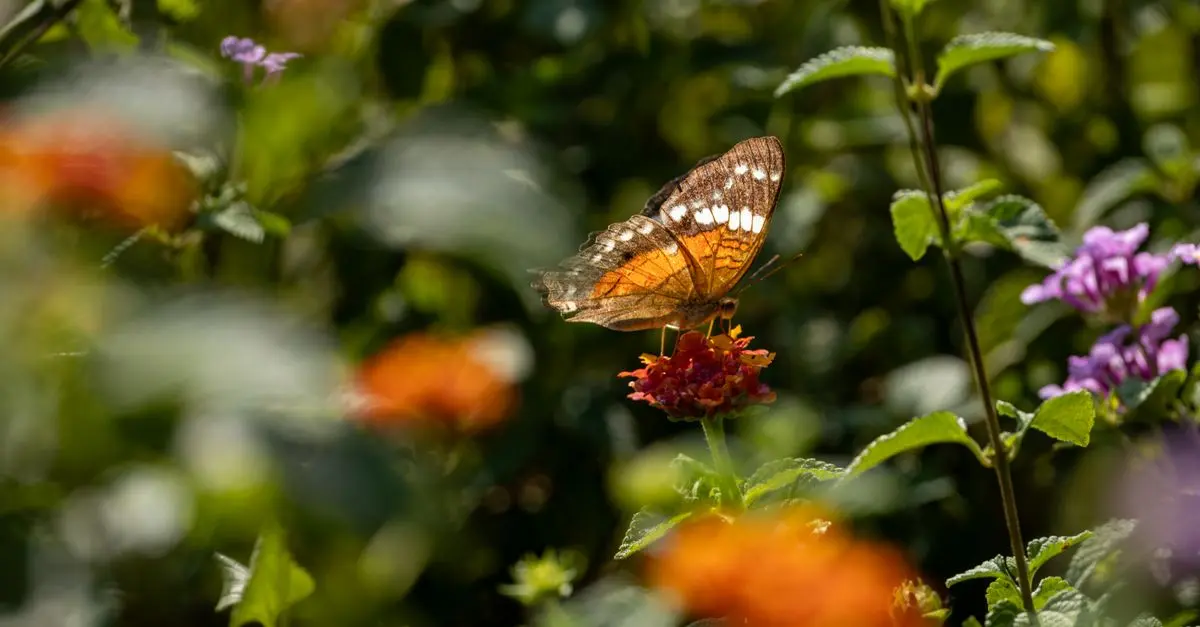 Plantas que atraen mariposas a tu jardín