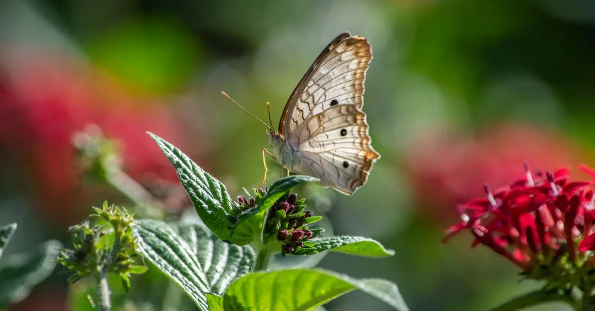 Cómo atraer mariposas a tu jardín: consejos esenciales
