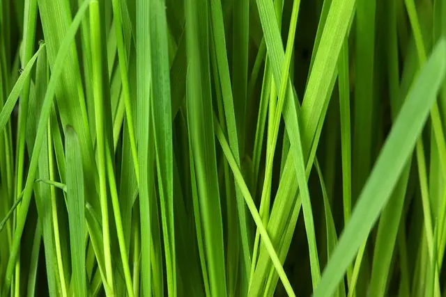Cómo elegir las mejores plantas para un jardín sostenible