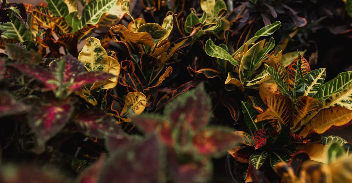 Plantas autóctonas: beneficios y cómo integrarlas en tu jardín