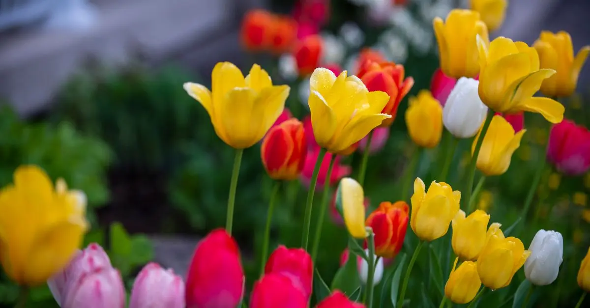 Guía completa para crear un jardín de flores perennes