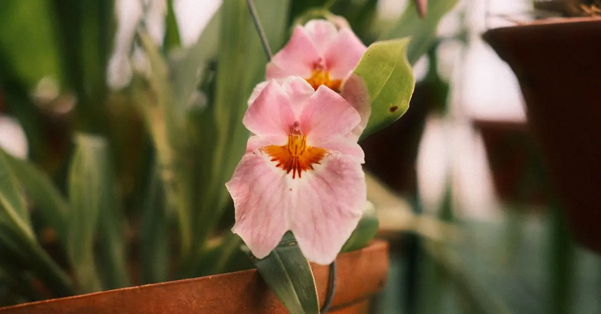 Cómo cultivar y cuidar plantas aromáticas en casa