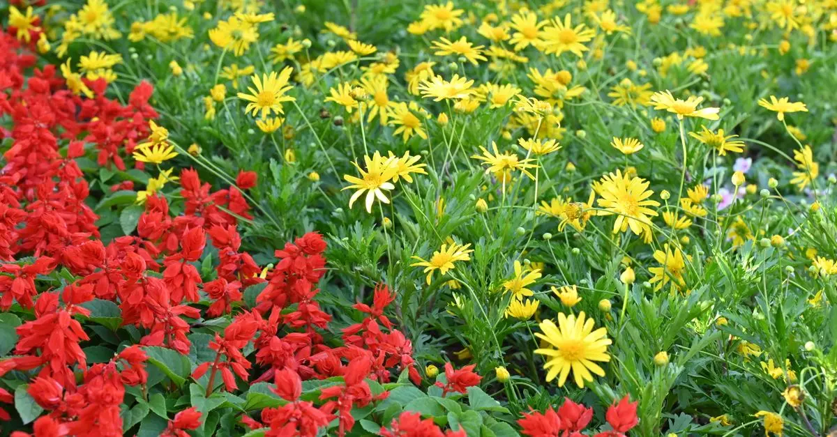 10 consejos para mantener tus flores durante todo el año