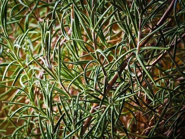10 Plantas Aromáticas Que Puedes Cultivar en Casa