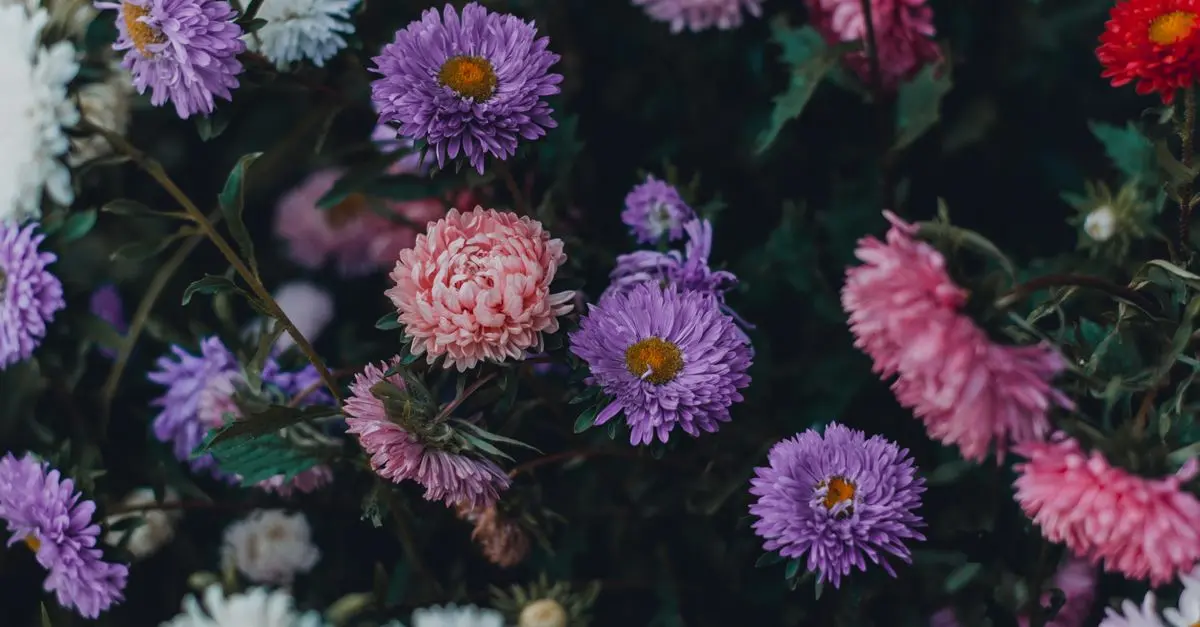 Cómo diseñar un jardín atractivo con flores perennes