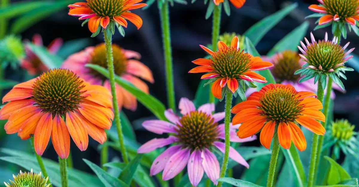 Cómo elegir plantas autóctonas para tu jardín