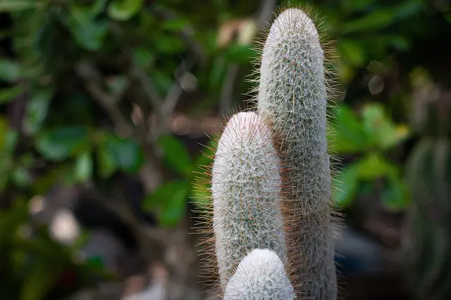 Cómo elegir las plantas perfectas para un jardín sostenible