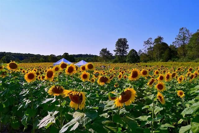 Cómo seleccionar las flores perfectas para tu jardín