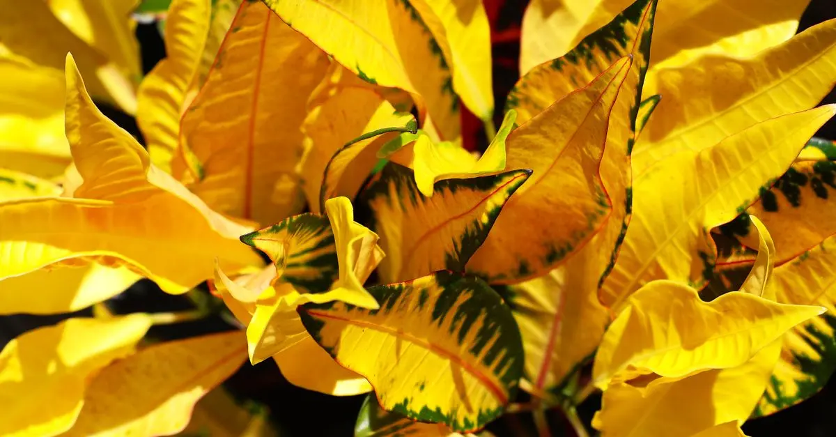 Cuidado esencial para plantas de exterior en climas cálidos