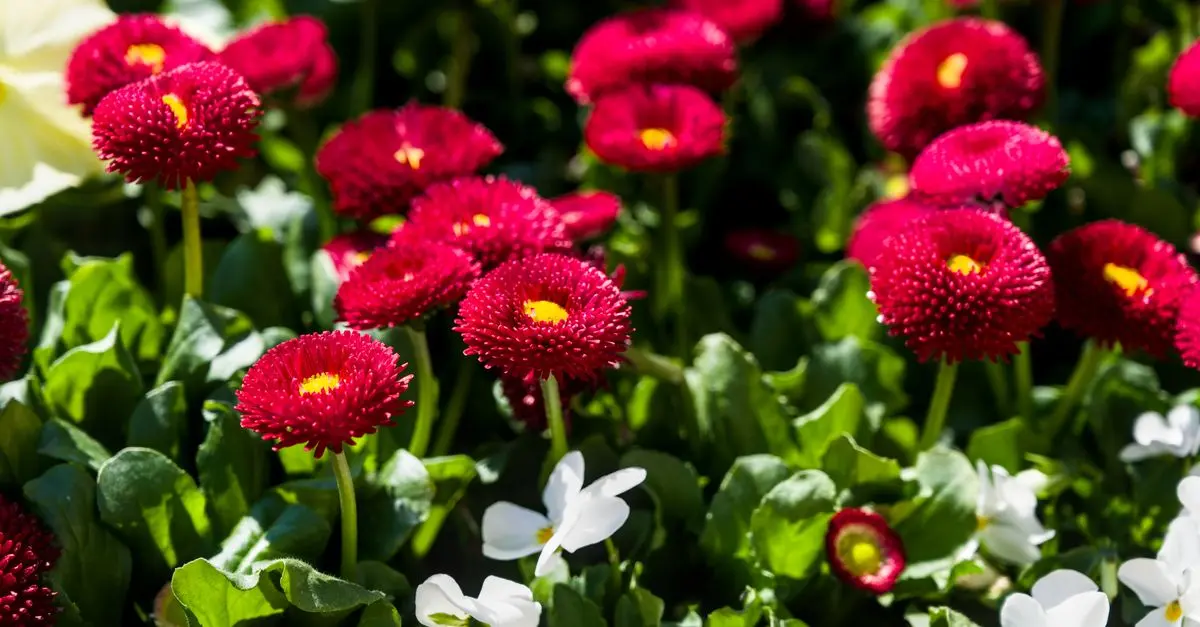 Cómo cultivar flores perennes en tu jardín