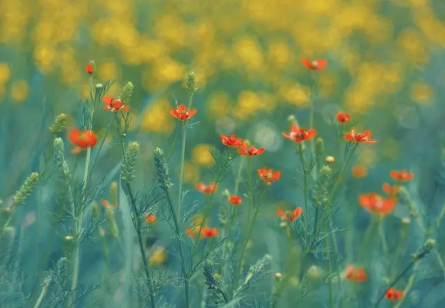 Cómo cultivar flores de temporada en tu jardín: guía práctica