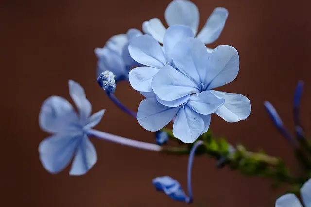 Cómo elegir las mejores plantas para tu jardín sostenible