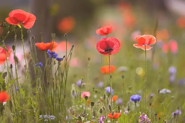 Cómo crear un jardín de flores silvestres: guía paso a paso