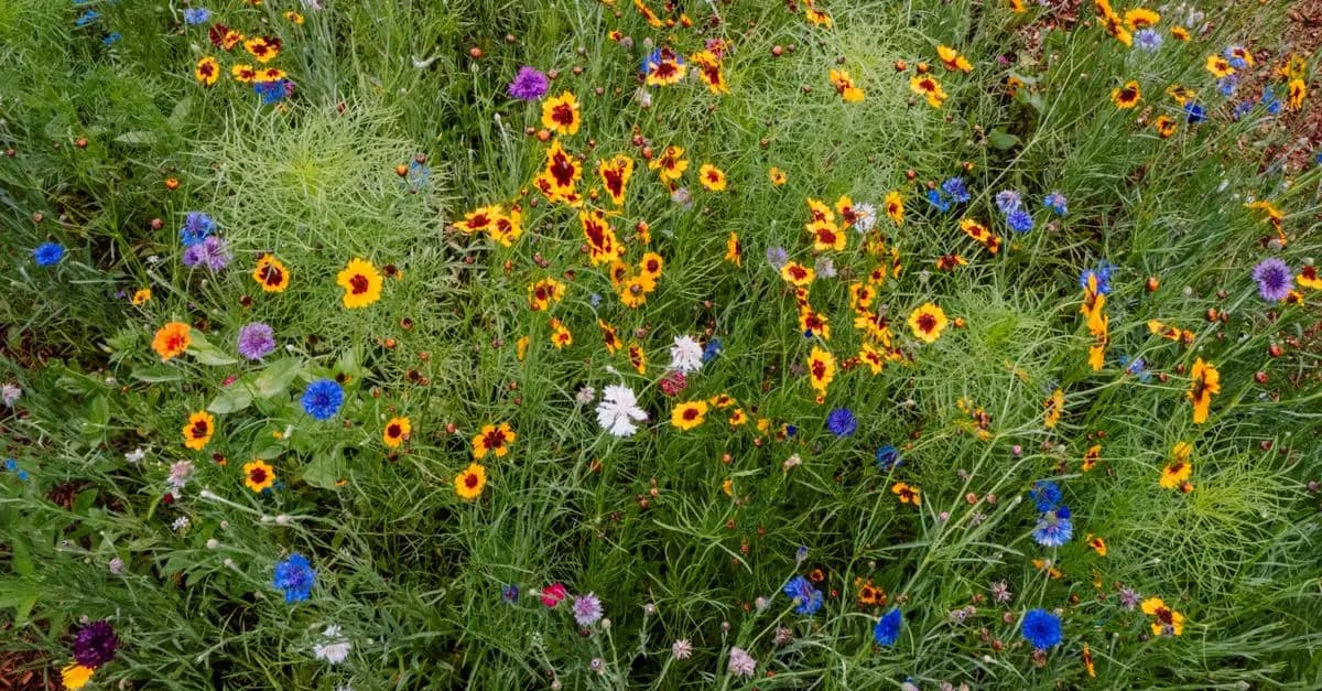 Cómo crear un jardín de flores silvestres: guía práctica