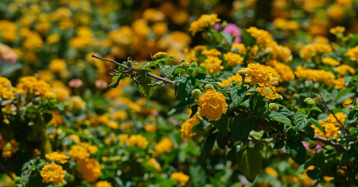 Cómo cuidar plantas en climas cálidos: guía práctica
