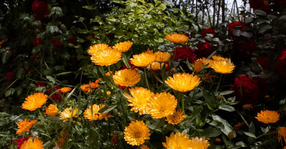 Cómo empezar un jardín de flores perennes