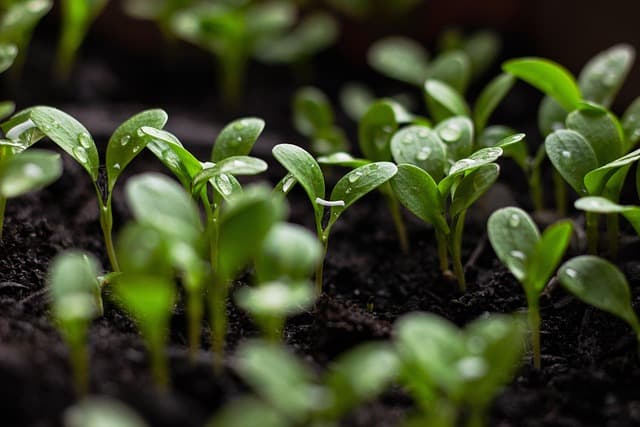 Cómo diseñar un jardín sostenible y atractivo