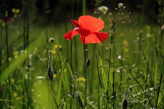 Cómo diseñar un jardín de flores silvestres: pasos esenciales