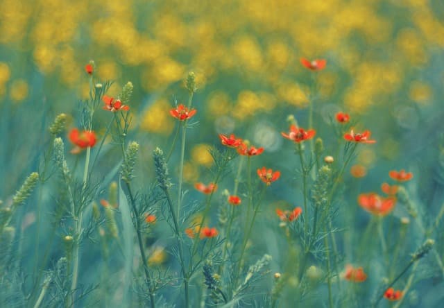 Guía completa para elegir flores perennes para tu jardín
