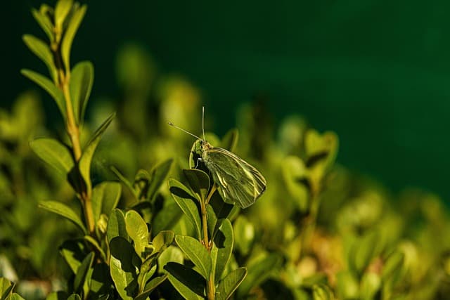 10 plantas ideales para un jardín con flores silvestres