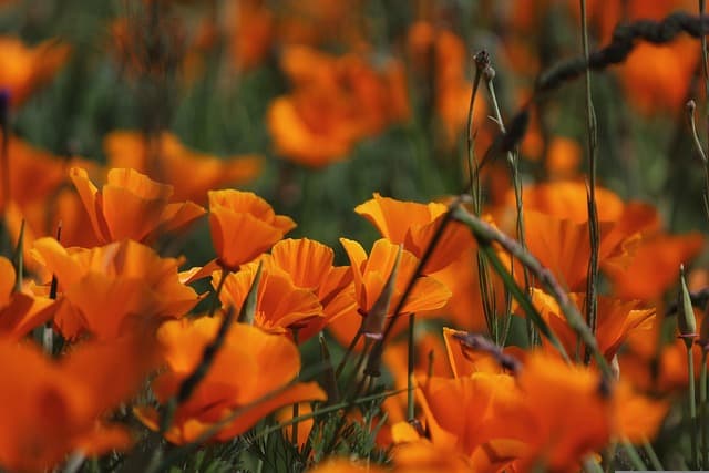 Cómo integrar flores silvestres en tu jardín de manera efectiva