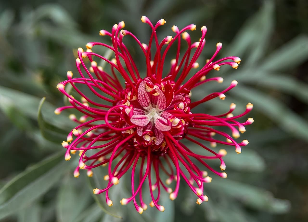 Cómo elegir las mejores plantas para un jardín sostenible