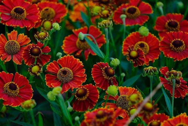Cómo cultivar flores de estación: técnicas y cuidados efectivos