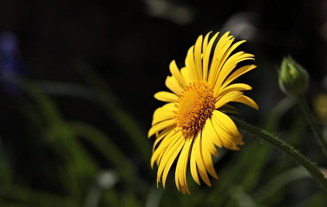 Cómo seleccionar las mejores flores para tu jardín